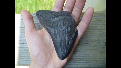 shark teeth in mississippi creeks.